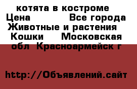 котята в костроме › Цена ­ 2 000 - Все города Животные и растения » Кошки   . Московская обл.,Красноармейск г.